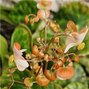 Begonia Kingiana